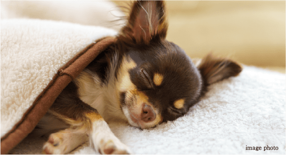 ペット飼育可能